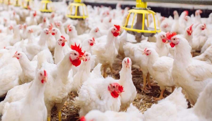 Kok Bisa, Harga Ayam Naik Penjual Malah Rugi