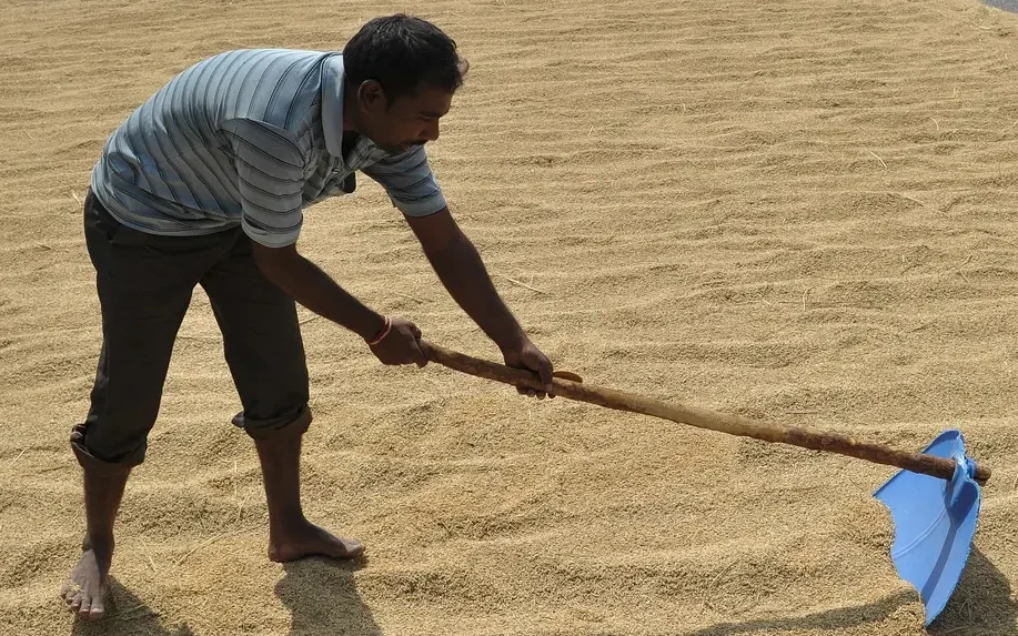 Ini Alasan Harga Beras Melonjak