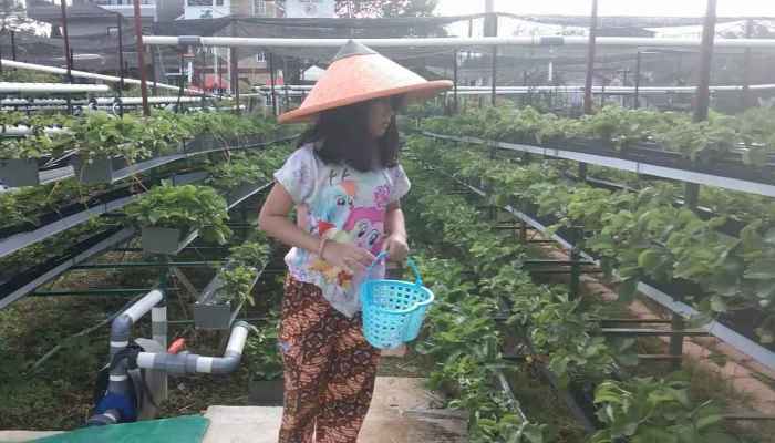 Wisata Petik Strawberry Bisa Memberi Edukasi Ke Anak