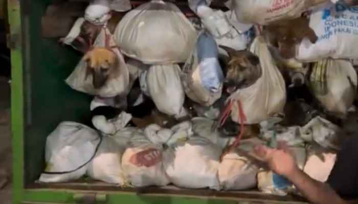 Truk Bermuatan Ratusan Anjing Akhirnya Tertangkap