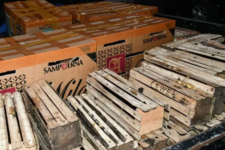 Penyelundupan 67 Ekor Satwa Liar Berhasil Digagalkan