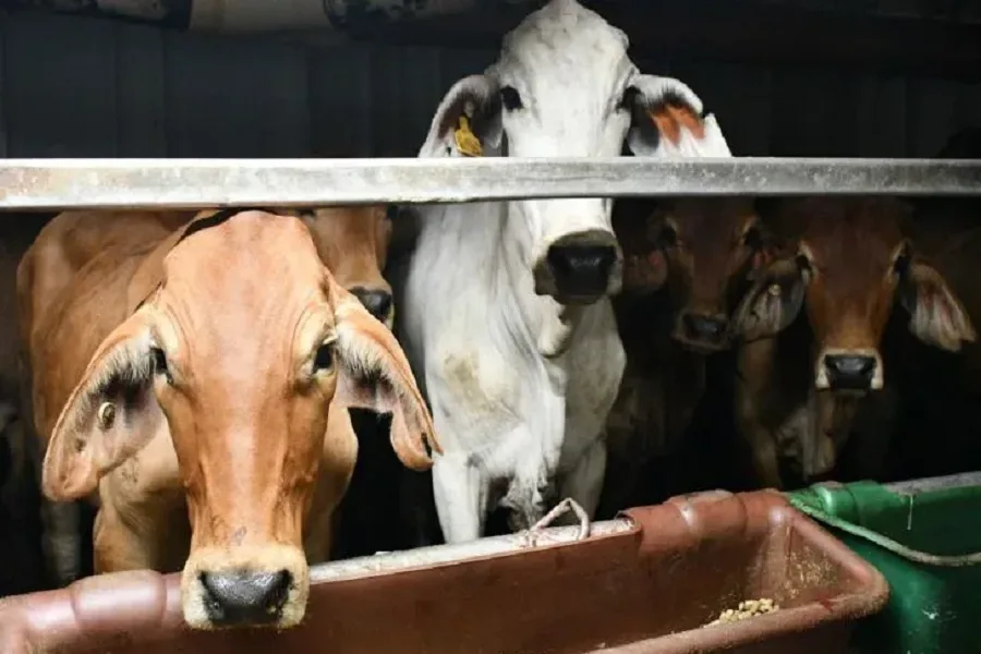 Jelang Ramadhan, 3.200 Sapi Impor Masuk