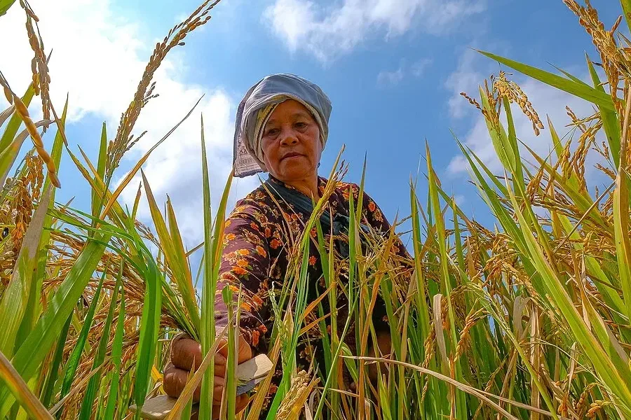 Produksi Beras Januari-Juni 2025 Capai 18.76 Juta Ton