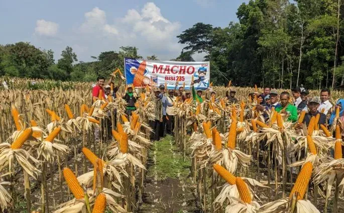 Produksi Jagung Januari-Juni 2025 Capai 8.07 Juta Ton