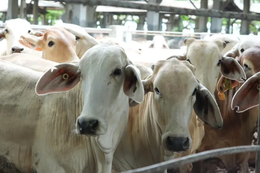 Pemerintah Impor Sapi Bakalan 534 Ribu Ekor Di 2025