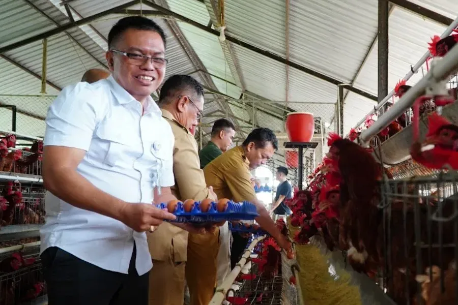 Harga Ayam Hidup 18.000/kg di Peternak