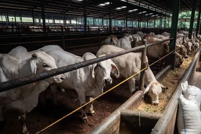 Pemerintah Tak Lagi Batasi Kuota Impor Sapi Hidup
