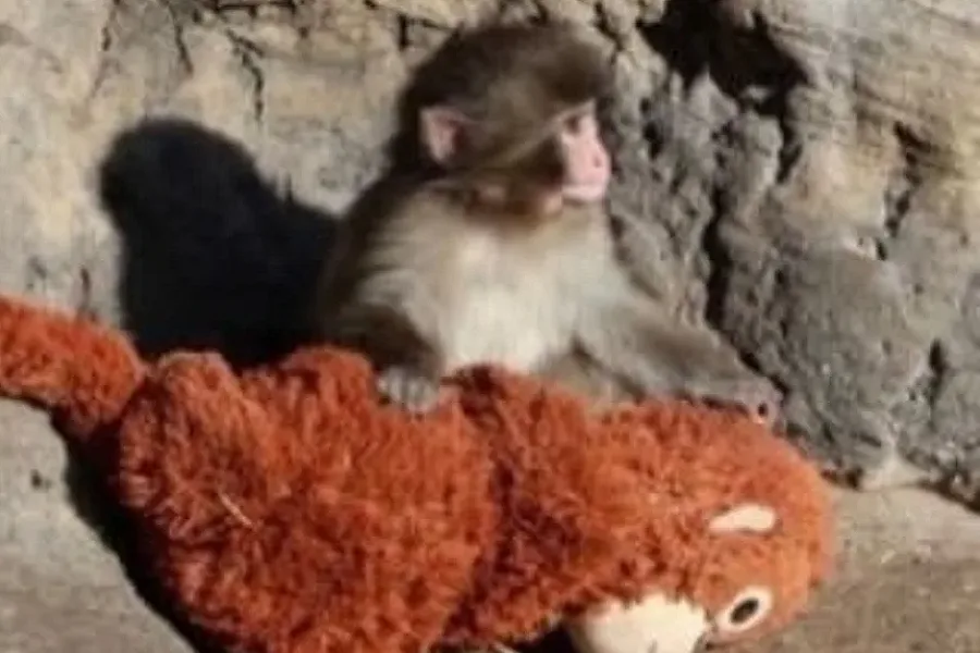 Punch, Bayi Monyet yang Mencuri Hati Dunia, Mulai Bisa Beradaptasi