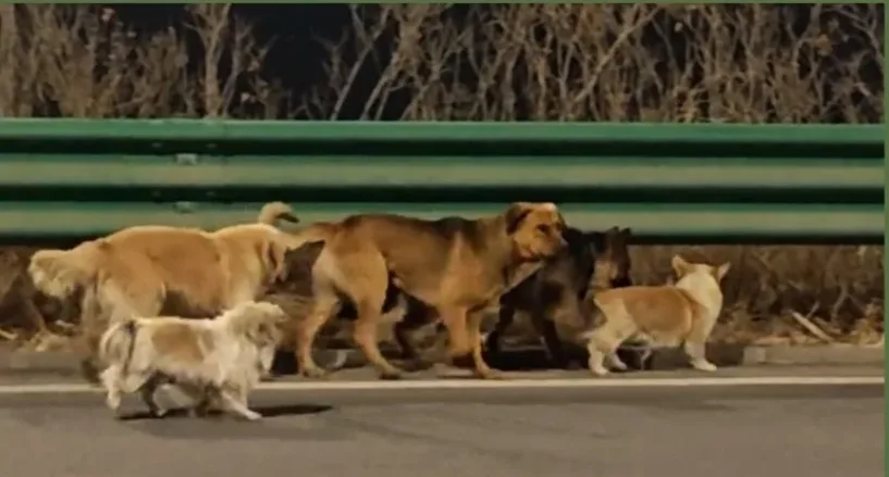 Kisah Haru 7 Anjing Kabur dari Pencuri, Kompak Jalan 17 Km Pulang ke Rumah