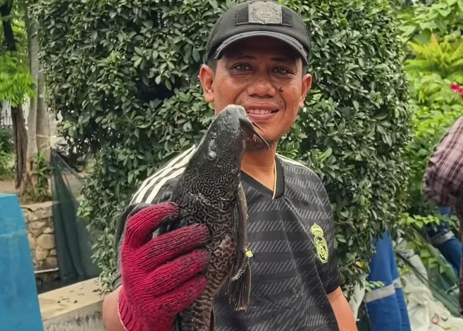 MUI Kritik Cara Pemprov DKI Musnahkan Ikan Sapu-Sapu