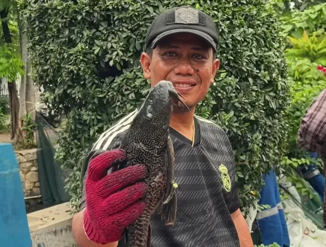 MUI Kritik Cara Pemprov DKI Musnahkan Ikan Sapu-sapu