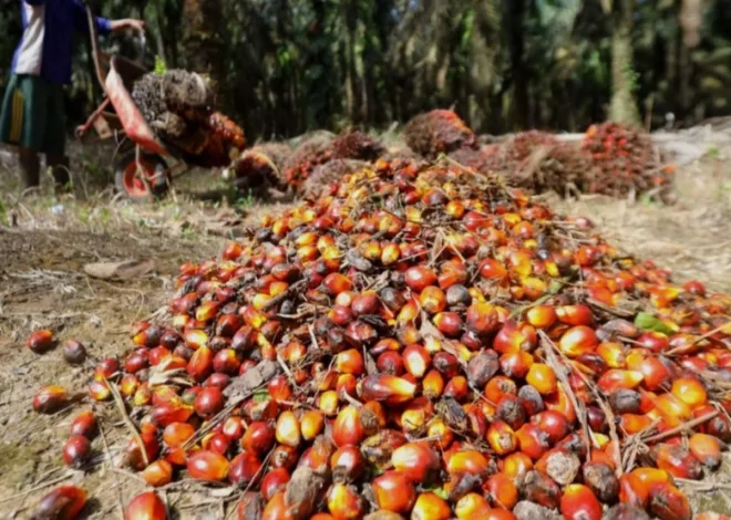 Mentan Amran: 5,3 Juta Ton CPO Bakal Diolah Jadi Campuran Solar Tahun Ini