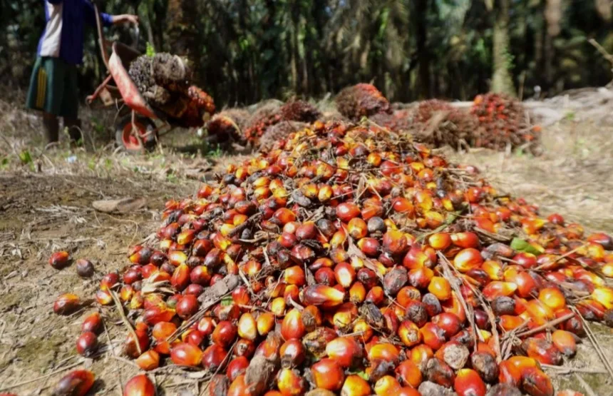 Mentan Amran: 5,3 Juta Ton CPO Bakal Diolah Jadi Campuran Solar Tahun Ini