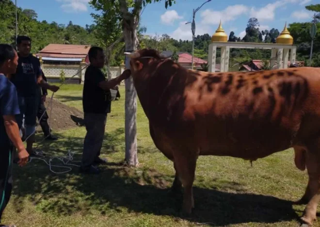Sapi 1 Ton Milik Presiden Prabowo Bagi Masyarakat Simeulue