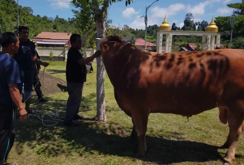 Sapi 1 Ton Milik Presiden Prabowo Bagi Masyarakat Simeulue