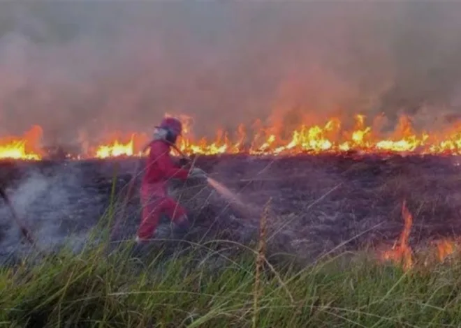 Kemenhut: Luas Karhutla Riau Capai 15 Ribu Hektare