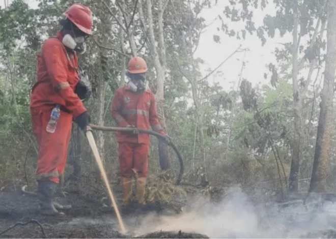 6 Perusahaan Penyebab Karhutla Kalimantan Disanksi, Cek Siapa Aja