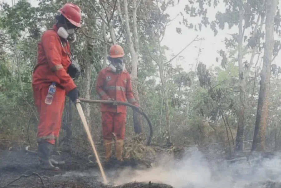 6 Perusahaan Penyebab Karhutla Kalimantan Disanksi, Cek Siapa Aja